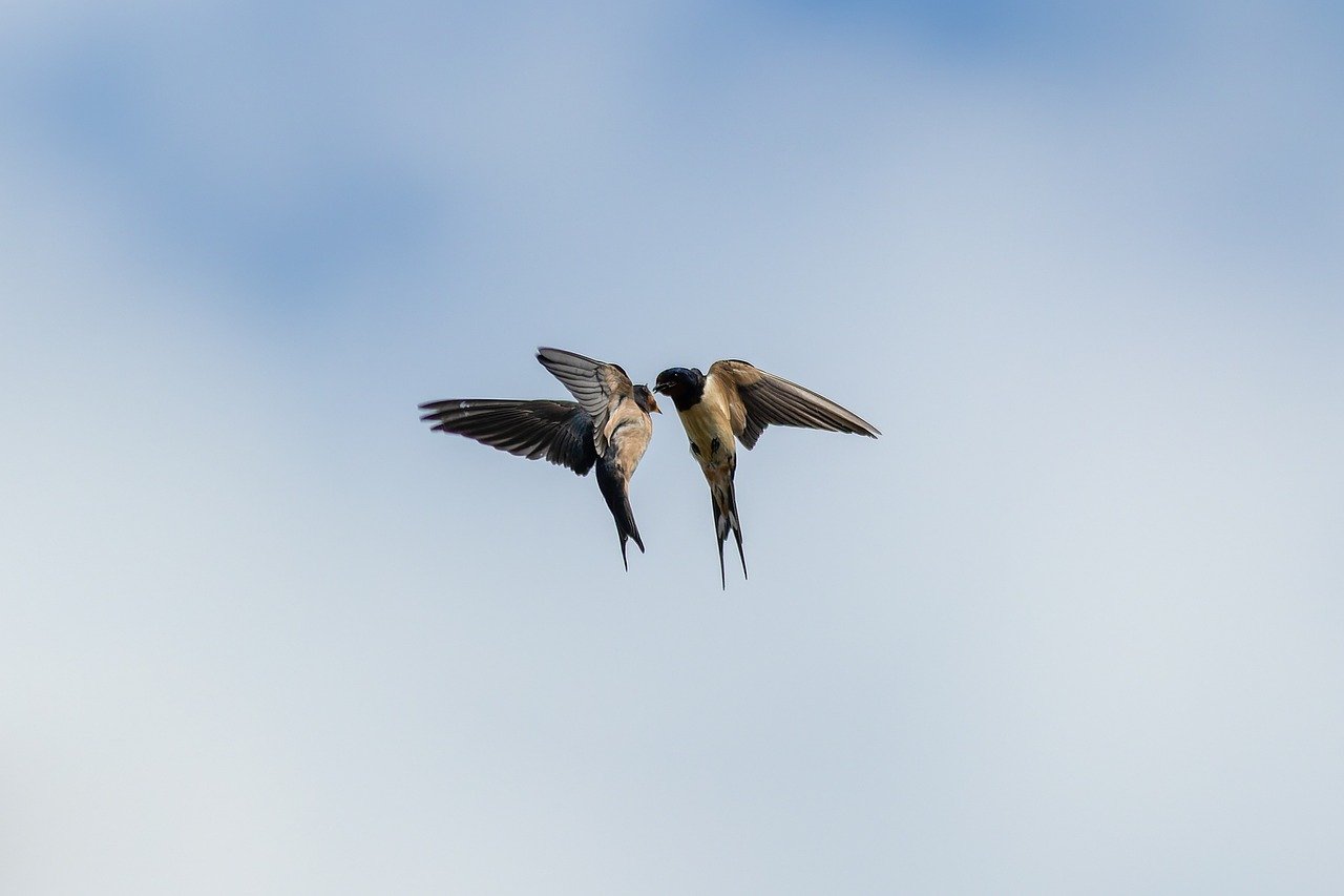 birds, sky, nature-7332433.jpg