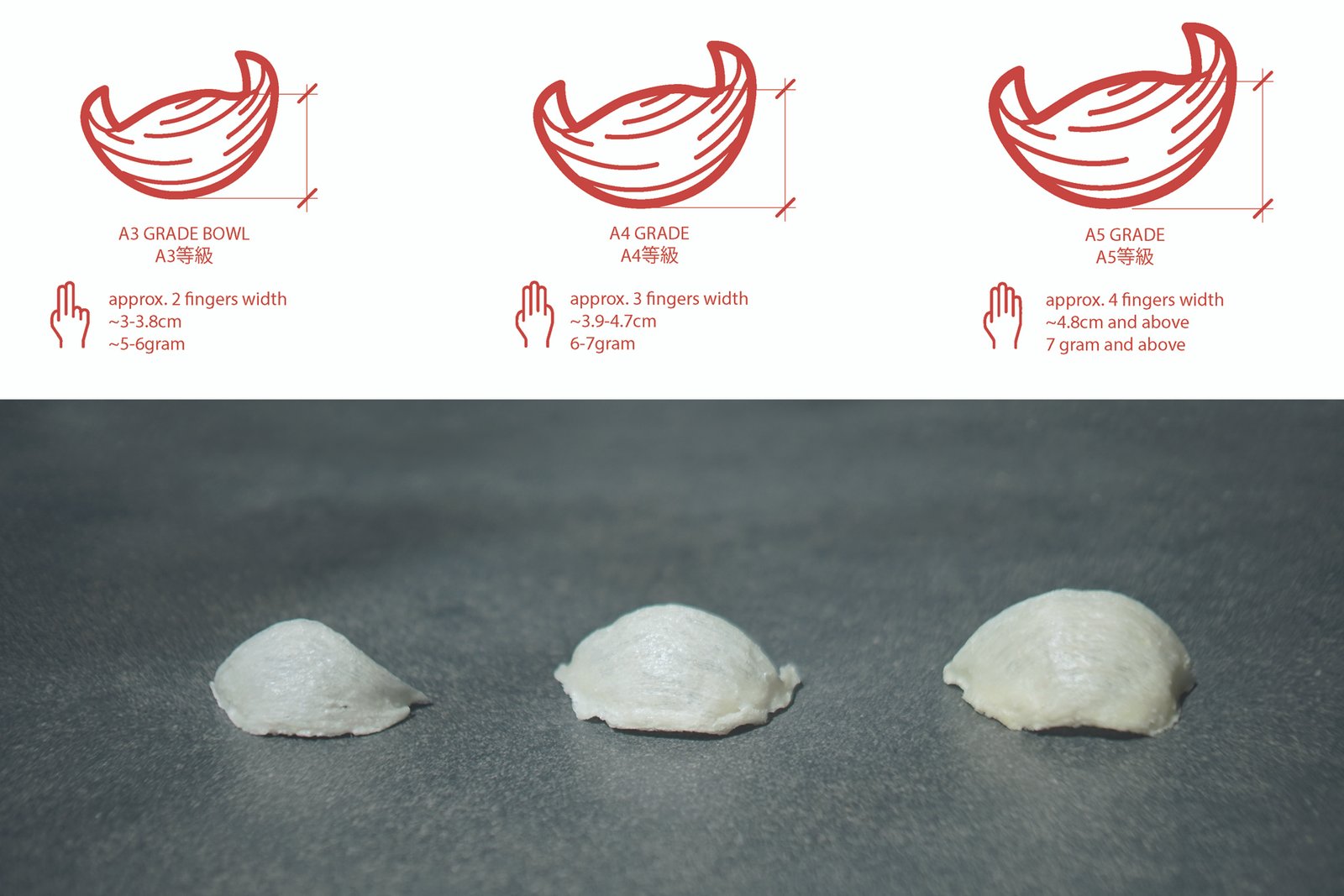 Bird’s Nest Anatomy
